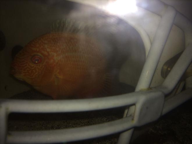 freshwater fish - heros efasciatus - red spot severum stocking in 75 gallons tank - Gold Red Spotted Severum hiding in football helmet.