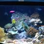 100 gallons reef tank (mostly live coral and fish) - 100g corner 1/4 cyl tank n sump