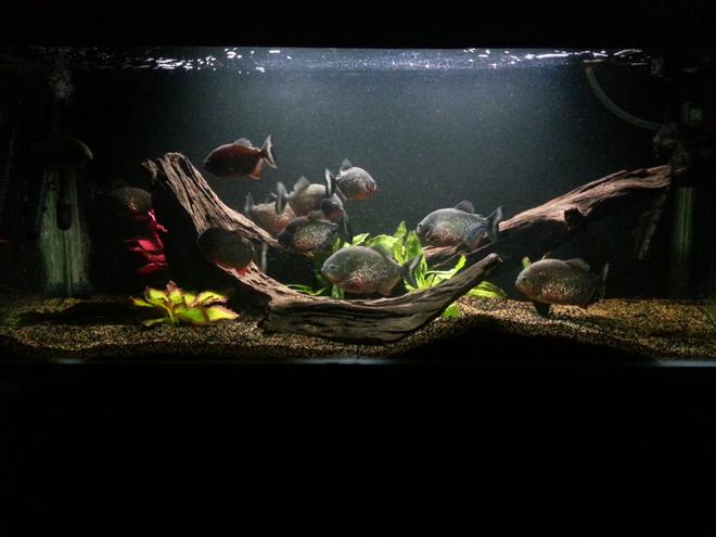 160 gallons freshwater fish tank (mostly fish and non-living decorations) - My main tank