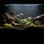 160 gallons freshwater fish tank (mostly fish and non-living decorations) - My main tank