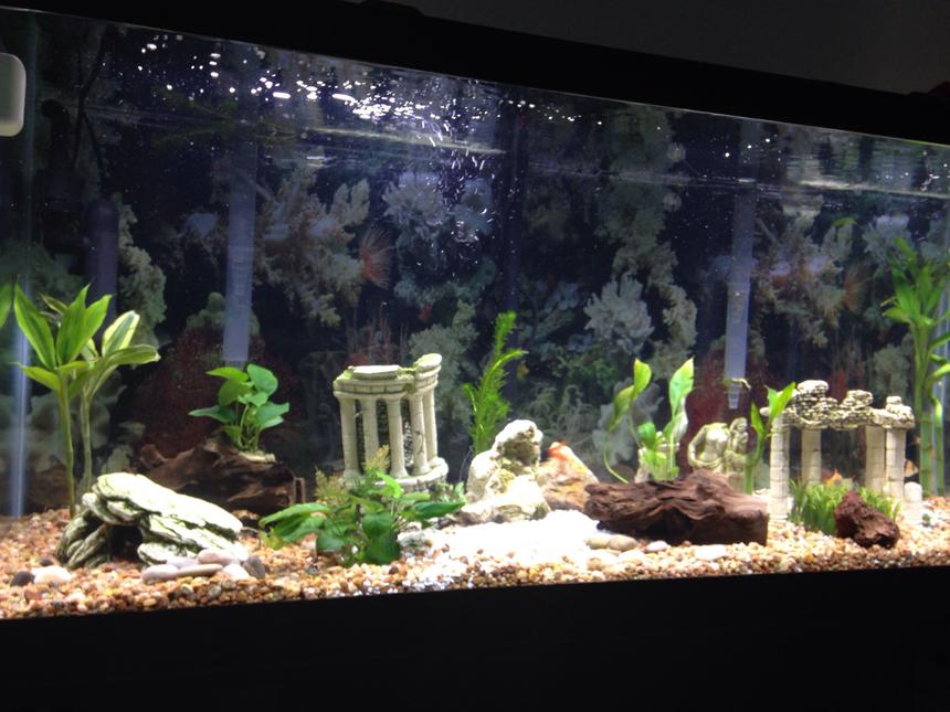 Rated #82: 56 Gallons Freshwater Fish Tank - My second tank 
Fresh water 75 gallon,2 Fluval AquaClear Power Filter for 70 to 110 gallons 500 gph each,  Green Killing Machine Internal UV Sterilizer, fluval planted LED, moon light Current LED, 1 Fluval Q2 Air Pump, live plants live rock and wood I have 7 tiger bars,1 red tailed shark, 1 rainbow shark, 1Pangasius Catfish, 1 bala shark, 1 black ghost knife, 2 Plecostomus I use co2 booster for the plants and plant food, food for the fish, I use frozen food or live worms and flakes. Day lights on about 10 hrs a day  moon light for 4 hr and total darknes for 7.