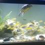 fish tank picture - Fun