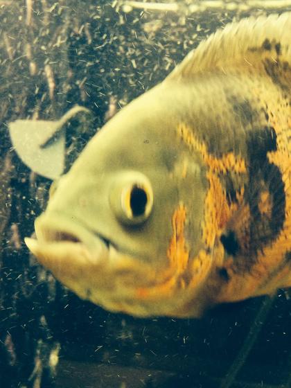 freshwater fish - astronotus ocellatus - tiger oscar stocking in 125 gallons tank - 1 of the oscars