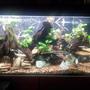 65 gallons freshwater fish tank (mostly fish and non-living decorations) - new set up 3.0 with dwarfs crybensis Fluval 404 filter, AquaClear power head 30, Double Aquaclear power glow lights , i use pit moss into the filter.Driftwood and ''Magog Rocks'' 3x Black Neons 1x Black ghost 1x Clown loach