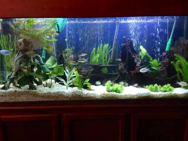 125 gallons planted tank (mostly live plants and fish) - the 125 gallon is now going planted. I have added a lot of driftwood and live plants