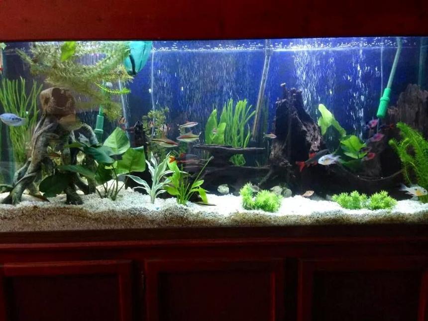 Rated #46: 125 Gallons Planted Tank - the 125 gallon is now going planted. I have added a lot of driftwood and live plants