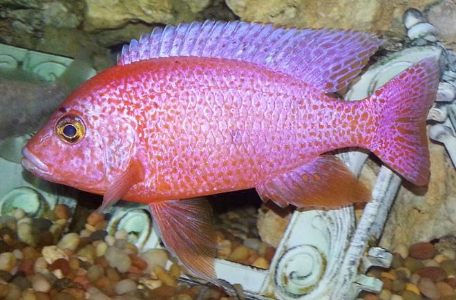 freshwater fish - haplochromis sp. - fire cichlid stocking in 75 gallons tank - Fire cichlid