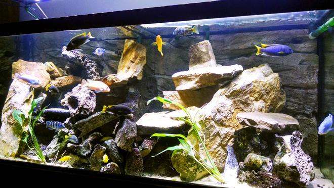75 gallons freshwater fish tank (mostly fish and non-living decorations) - Lake Malawi Cichlids.  75 gallon All-Glass aquarium with an Eheim Ecco canister filter and an Eheim Wet/Dry canister filter.  Lighting is a Deep Blue Professional SolarFlare DX LED.  ATG 3d rock wall background.  Rockscapes are all natural stone...mostly sand stone and lace rock.