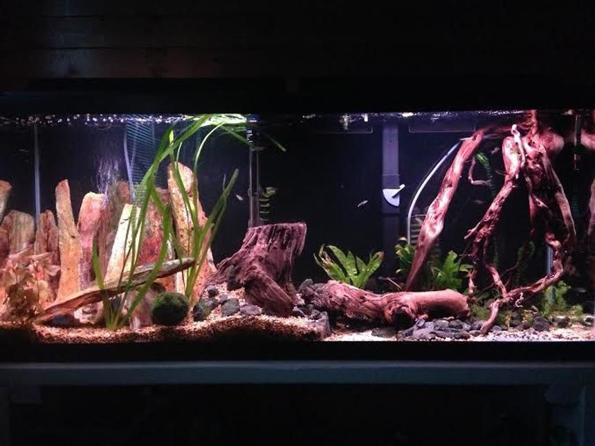 Rated #39: 55 Gallons Freshwater Fish Tank - This is my aquarium. Almost all the decoration I found traveling.