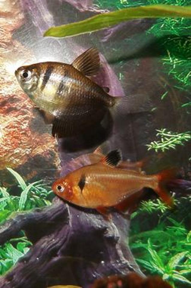 freshwater fish - hyphessobrycon callistus - red minor serpae tetra stocking in 10 gallons tank - My Black Skirt Tetra and Serpae Tetra