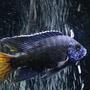 freshwater fish - aulonocara stuartgranti ngara - ngara flametail stocking in 120 gallons tank - Ngara