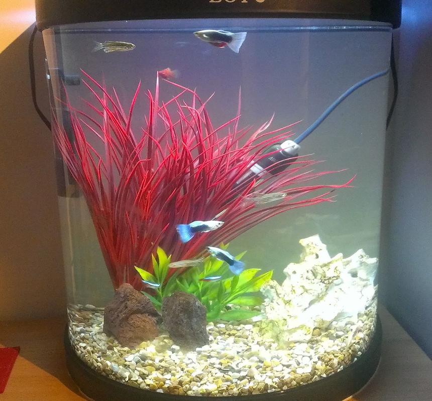Rated #144: 5 Gallons Freshwater Fish Tank - My first tank (5 Gallon)