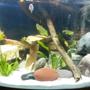 90 gallons freshwater fish tank (mostly fish and non-living decorations) - Cichlid Tank