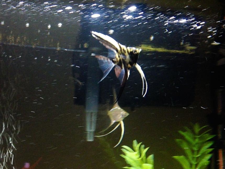 Rated #39: Freshwater Fish - Pterophyllum Sp. - Koi Angel Stocking In 36 Gallons Tank - UABSleeper89's Juvenile Angelfish