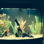 fish tank picture - UABSleeper89 36g bow front aqueon quietflow 30, aquaclear 50, air stone! Still a work in progress..