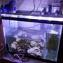 fish tank picture - 550 gph pump w/ reef octopus protein skimmer. 30 lbs of live rock.