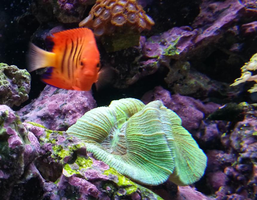 Rated #8: Corals Inverts - Trachyphyllia Geoffroyi - Brain Coral, Trachyphyllia Stocking In 80 Gallons Tank - Flame hanging next to coral