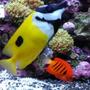 saltwater fish - siganus unimaculatus - one spot foxface stocking in 80 gallons tank - Flame angel and fox face