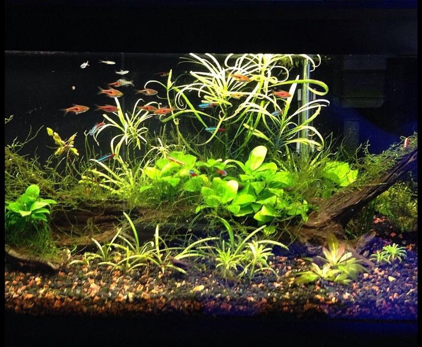 Rated #27: 20 Gallons Planted Tank - 20 long with 11 espei rasboras, 9 neons, 5 emerald eye rasboras, 4 otto cats, and 7-10 cherry shrimp with plants.