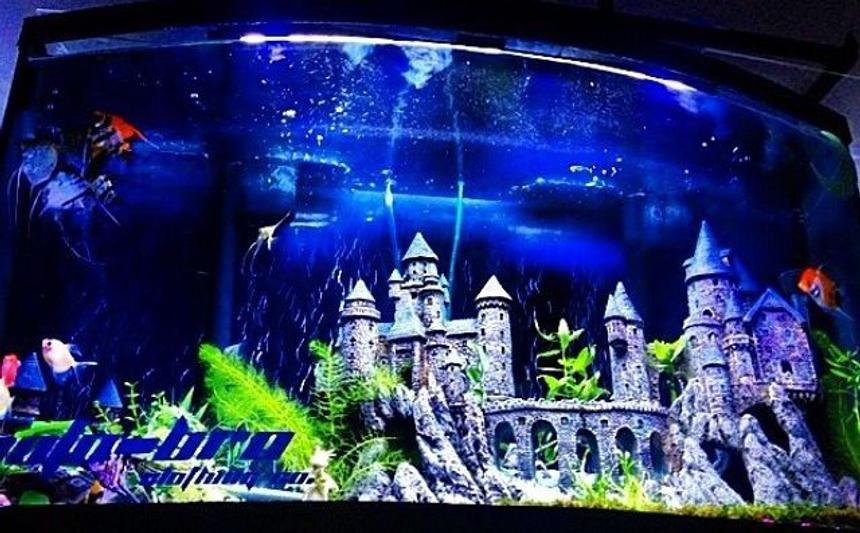 Rated #64: 46 Gallons Planted Tank - 46 gallon bowfront angelfish castletank liveplants
