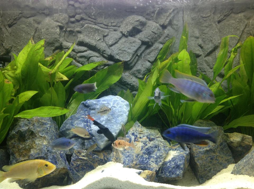 freshwater fish - epalzeorhynchos bicolor - redtail shark stocking in 100 gallons tank - Cichlids tank