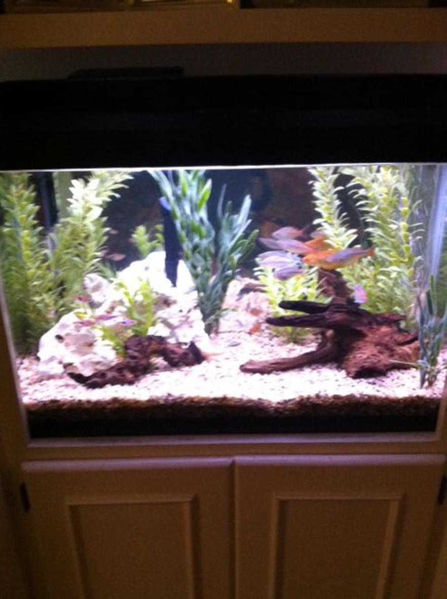 Rated #133: 30 Gallons Freshwater Fish Tank - Community tank filling the void of old box TV built in.