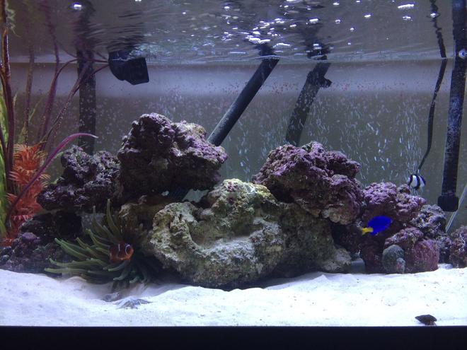40 gallons reef tank (mostly live coral and fish) - 40 gallon breeder, new tank