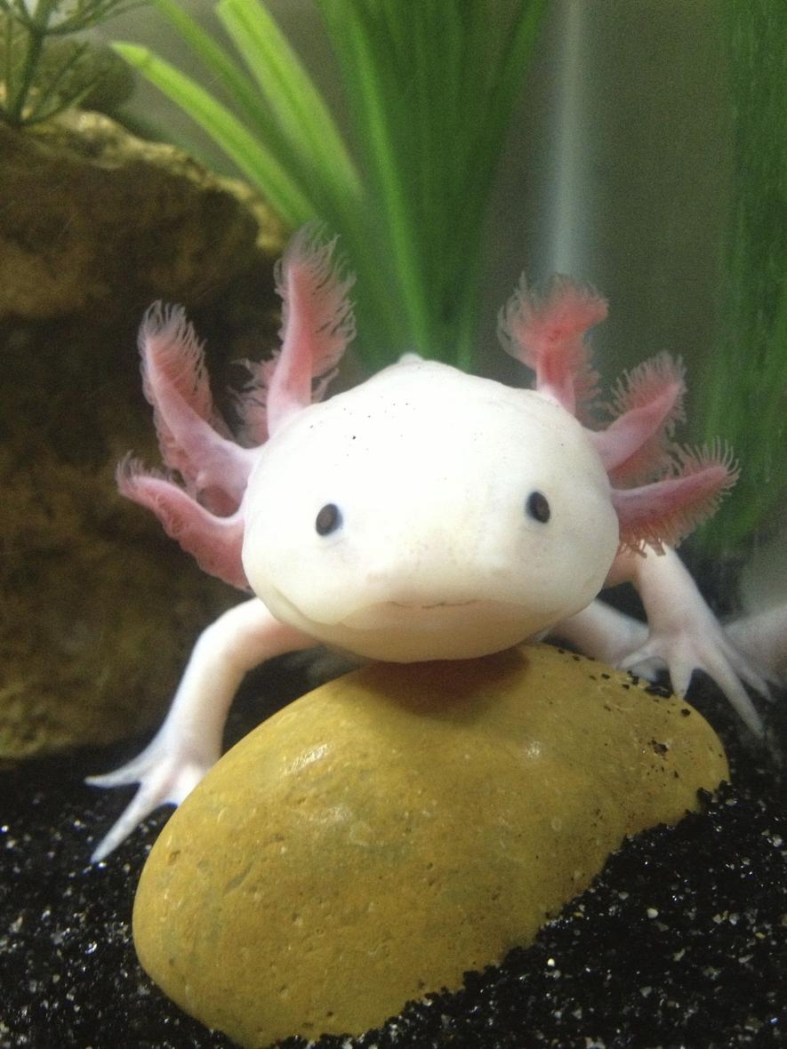 Rated #21: Freshwater Fish - Ambystoma Mexicanum - Axolotl Stocking In 40 Gallons Tank - 6 month old Axolotl!