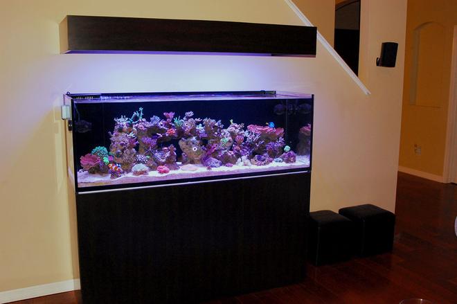 105 gallons reef tank (mostly live coral and fish) - 1 of 4. SEE PROFILE FOR ADDITIONAL IMAGES