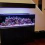105 gallons reef tank (mostly live coral and fish) - 1 of 4. SEE PROFILE FOR ADDITIONAL IMAGES