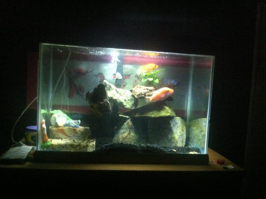 Rated #75: 75 Gallons Planted Tank - Chichlid tank 
4 mixed chichlids 
One unidentified plant that's done well 
Bin they have bin gettin alone well together for about a year