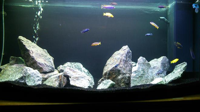 57 gallons freshwater fish tank (mostly fish and non-living decorations) - First attempt at keeping Malawis and rockscaping