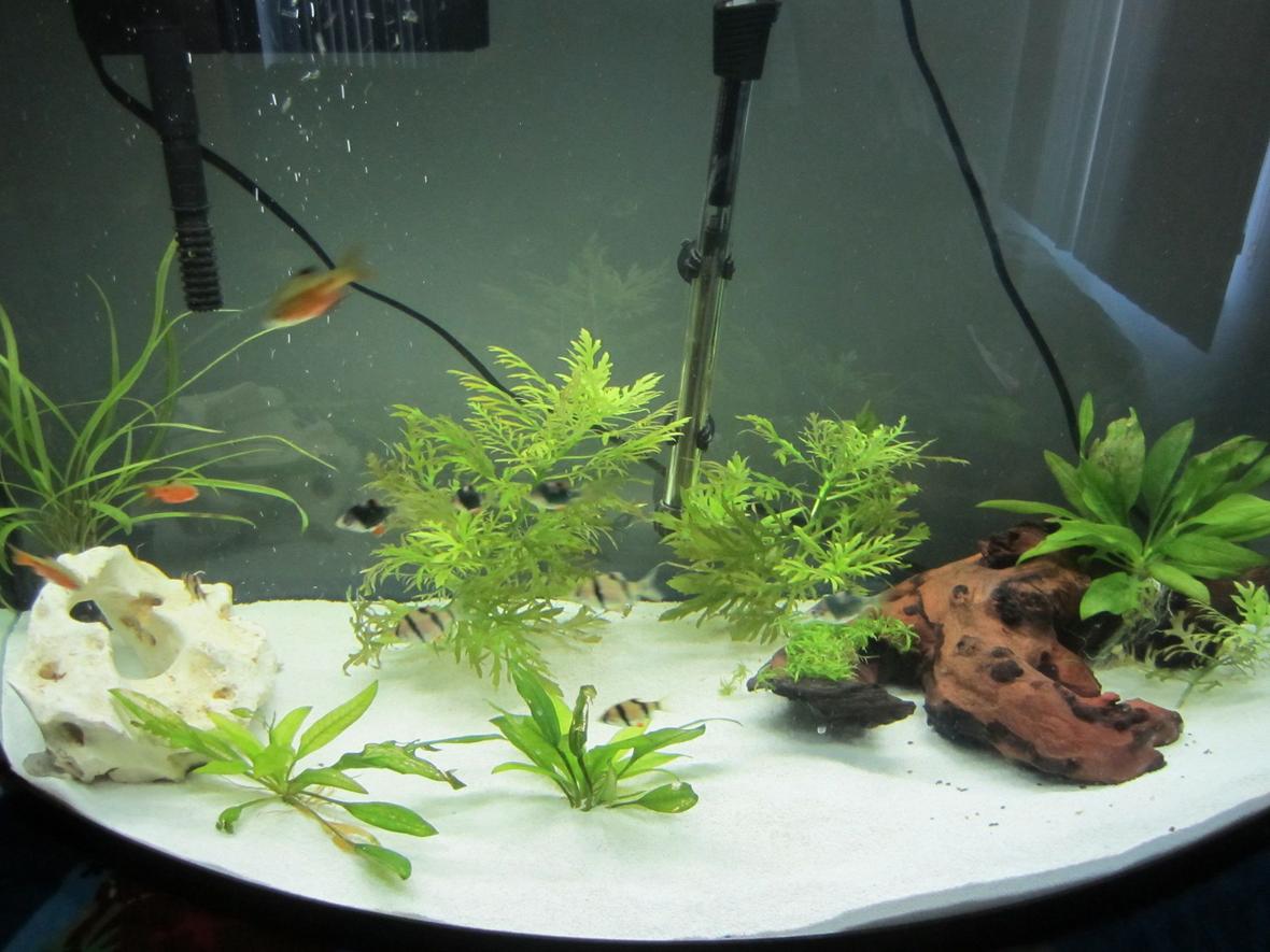 36 gallons planted tank (mostly live plants and fish) - 36 gal planted with driftwood and rock. Contains 4 each of tiger barbs, green tiger barbs, and rosy barbs. 2 rubber lipped plecos