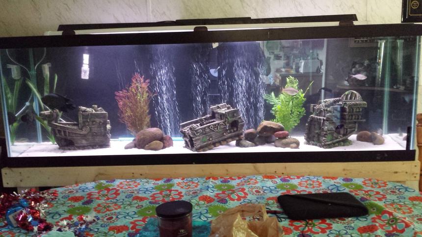 Rated #110: 135 Gallons Freshwater Fish Tank - Hard to fit a tank 6 foot long in a good picture. Lol
