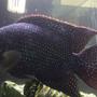 freshwater fish - nandopsis octofasciatum - jack dempsey stocking in 135 gallons tank - Jack dempsey