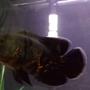 freshwater fish - astronotus ocellatus - tiger oscar stocking in 135 gallons tank - Tiger oscar