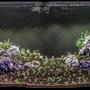 150 gallons planted tank (mostly live plants and fish) - Natur Aquarium (Takashi Amano Style)