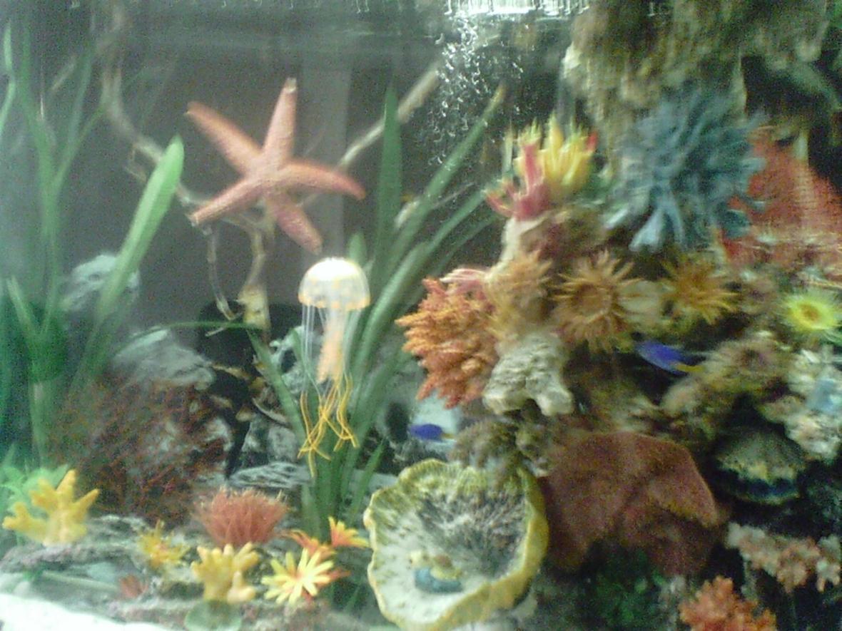 60 gallons saltwater fish tank (mostly fish, little/no live coral) - handmade Rock