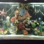 fish tank picture - 4