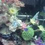 fish tank picture - 7