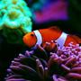 saltwater fish - amphiprion ocellaris - ocellaris clownfish, tank bred ( stocking in 105 gallons tank - Hosting