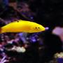 saltwater fish - halichoeres chrysus - yellow wrasse stocking in 105 gallons tank - Yellow Coris