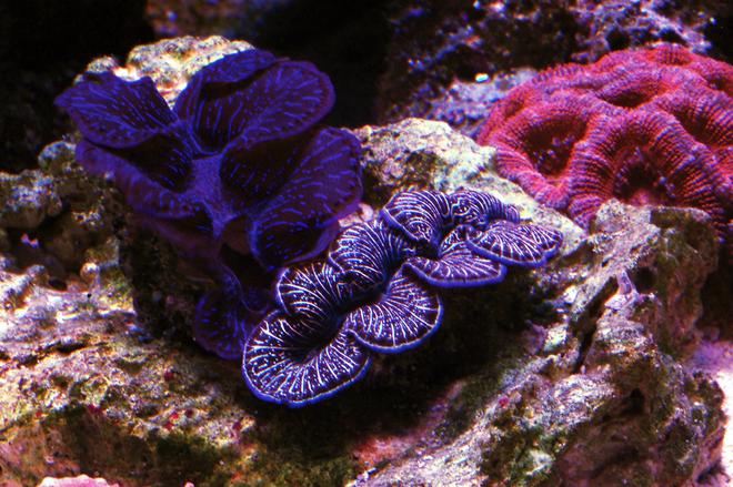 corals inverts - tridacna maxima - maxima clam stocking in 105 gallons tank - Clams
