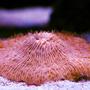 corals inverts - fungia sp. - plate coral, orange - short tentacle stocking in 105 gallons tank - Plate