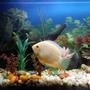 52 gallons freshwater fish tank (mostly fish and non-living decorations) - My lovely, Golden Severum.....