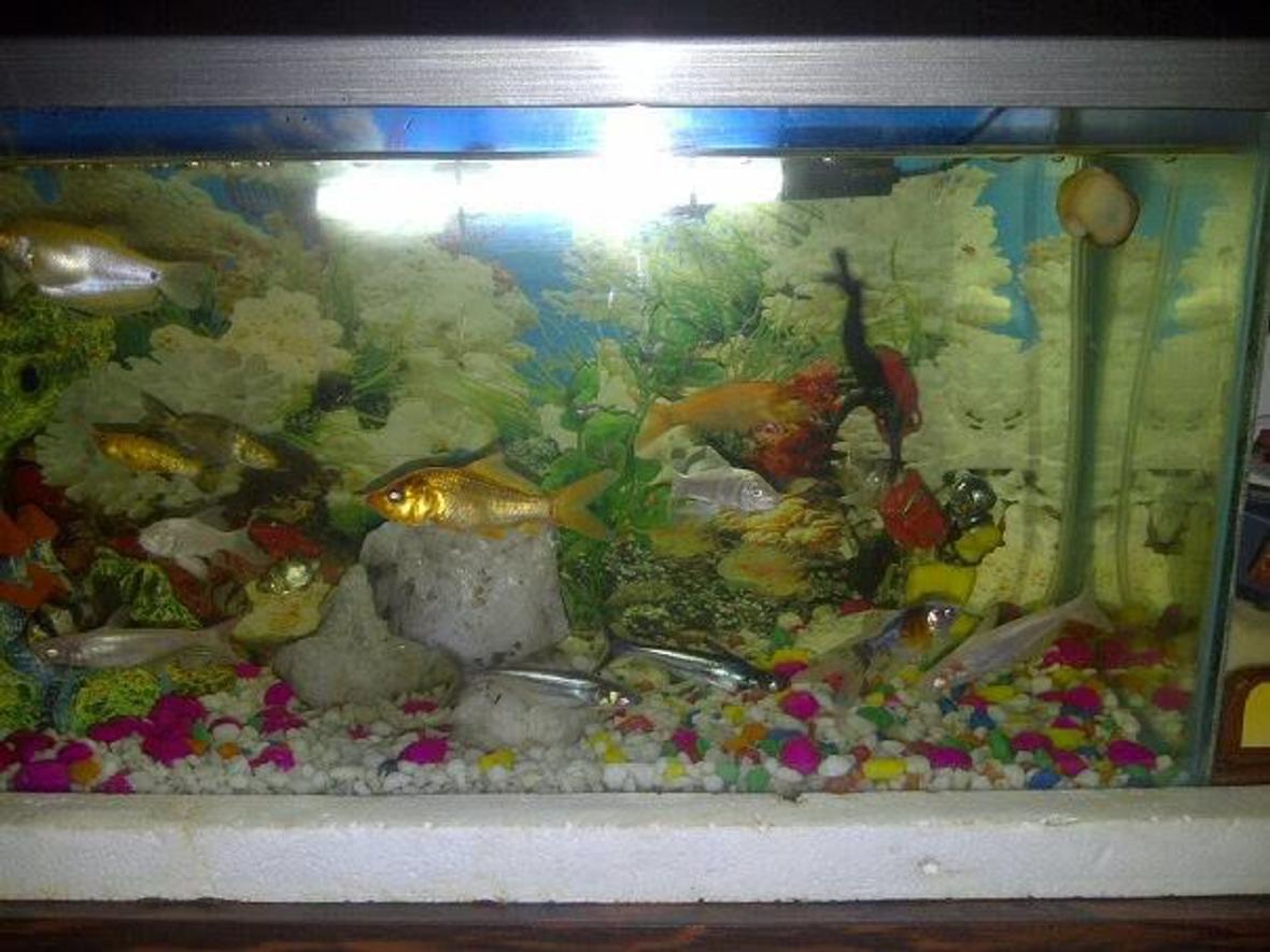 14 gallons freshwater fish tank (mostly fish and non-living decorations) - my first fish tank