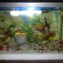 14 gallons freshwater fish tank (mostly fish and non-living decorations) - my first fish tank