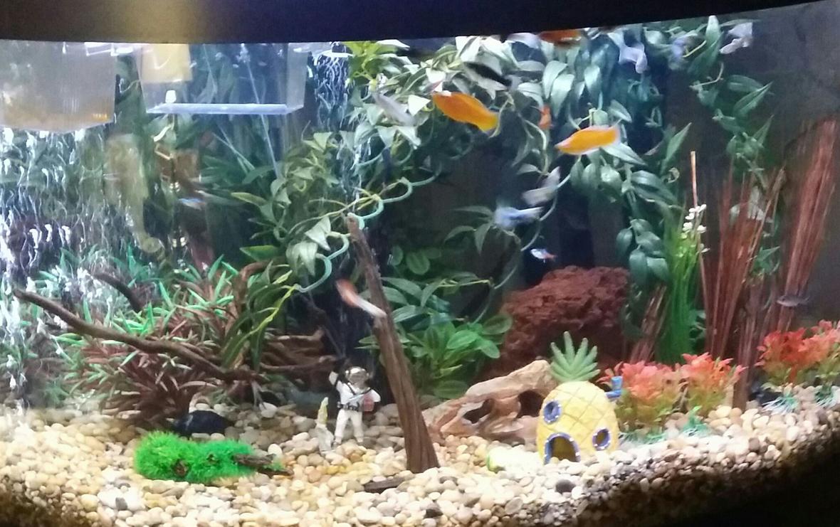 75 gallons freshwater fish tank (mostly fish and non-living decorations) - Front of tank. Tank is approx 3 months old. 75 gallon freshwater with fake plants and natural decor except sponge Bob