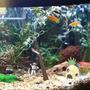 75 gallons freshwater fish tank (mostly fish and non-living decorations) - Front of tank. Tank is approx 3 months old. 75 gallon freshwater with fake plants and natural decor except sponge Bob