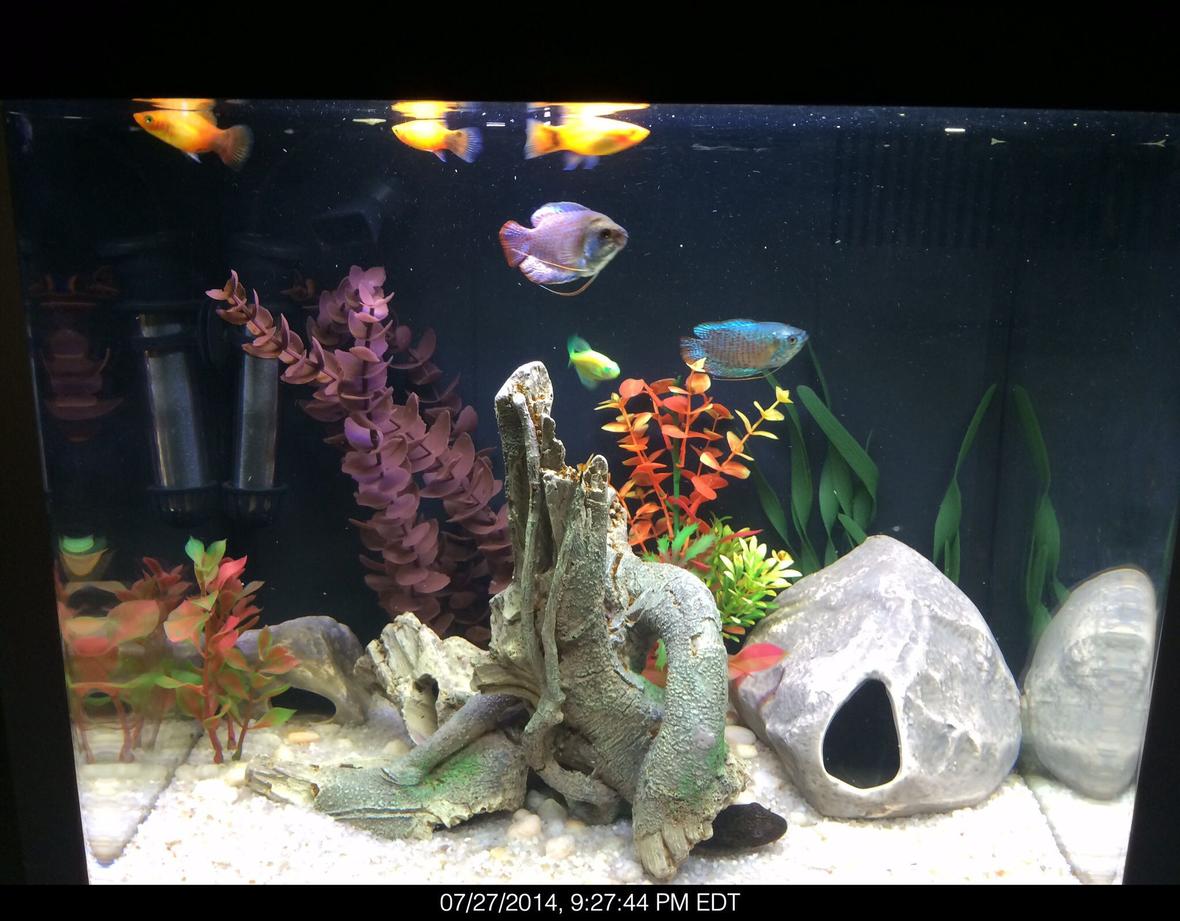 14 gallons freshwater fish tank (mostly fish and non-living decorations) - Coralife biocube